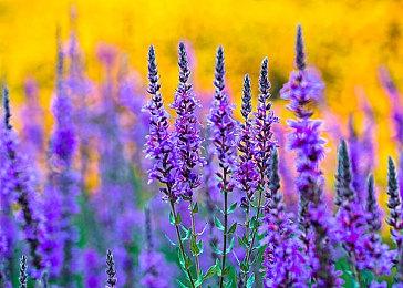 从野人到小丑，各式个性十足的“访客”们将来到《双点博物馆》！